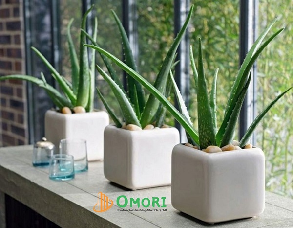 cây để phòng ngủ tốt cho sức khỏe,