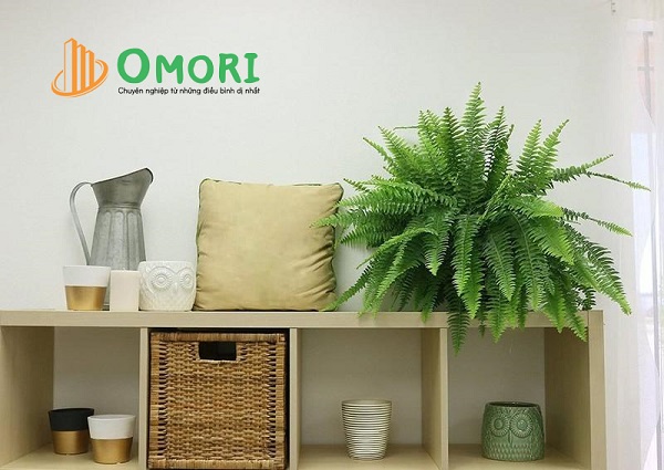 cây để phòng ngủ tốt cho sức khỏe,