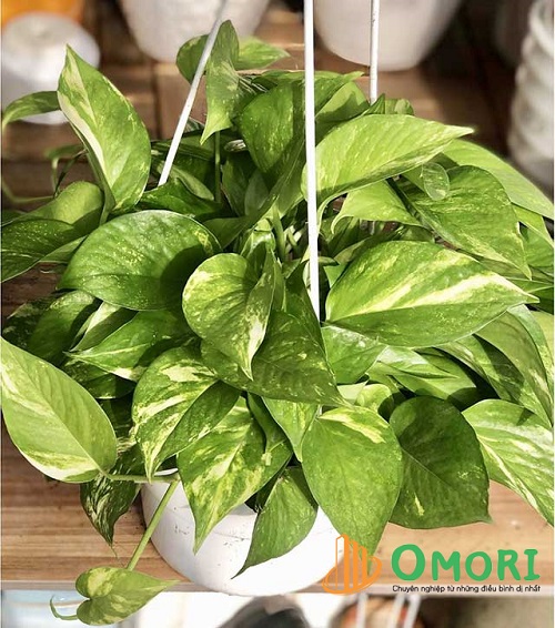 cây để phòng ngủ tốt cho sức khỏe,