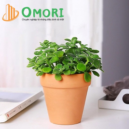 cây để phòng ngủ tốt cho sức khỏe